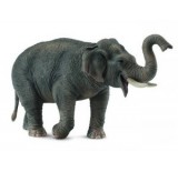 Азиатский слон, XL
